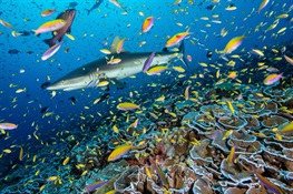 Study: Remote Ocean Wilderness Areas are “Living Time Machines,” Teeming with Large Fish